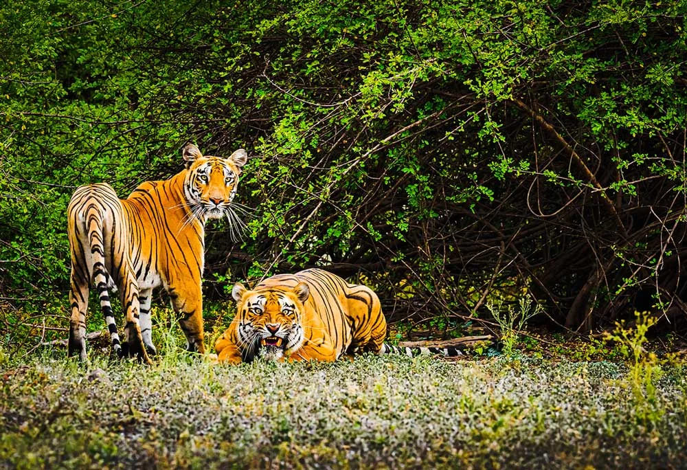 Khulna • Mongla • Sundarbans